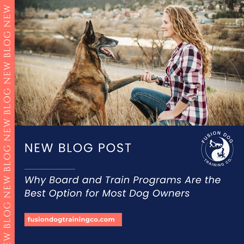 Why Board and Train Programs Are the Best Option for Most Dog Owners