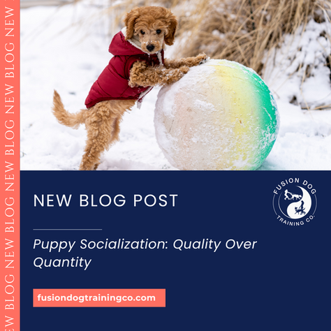 Puppy Socialization: Quality Over Quantity Fusion Dog Training