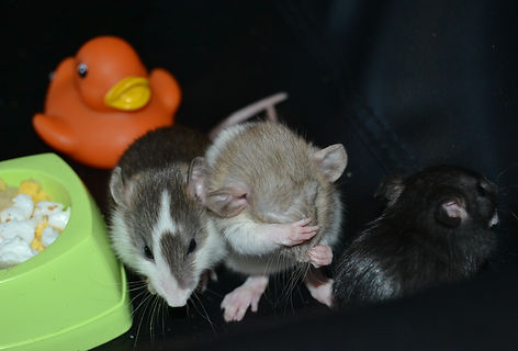 DSC_0132.JPG