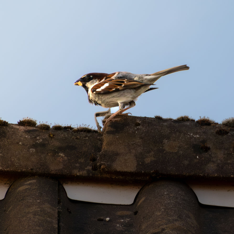 Moineau cisalpin - Passer italiae
ou
Moineau domestique - Passer domesticus