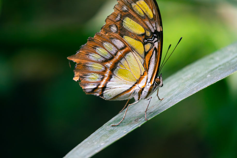 Malachite - Siproeta stelenes