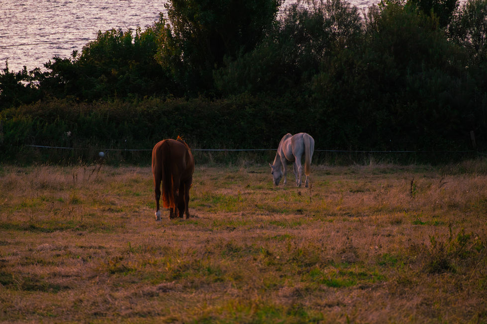 Les gardiens des prairies.