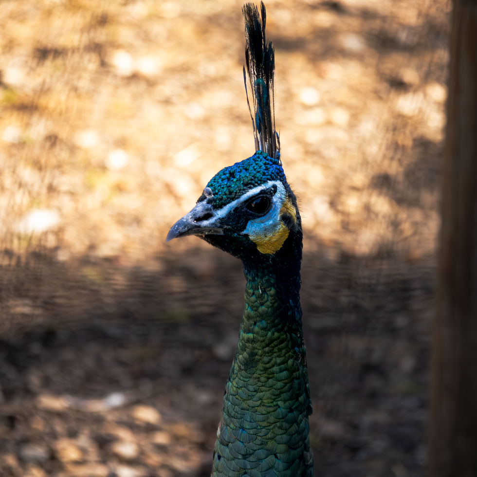 Paon bleu - Pavo cristatus