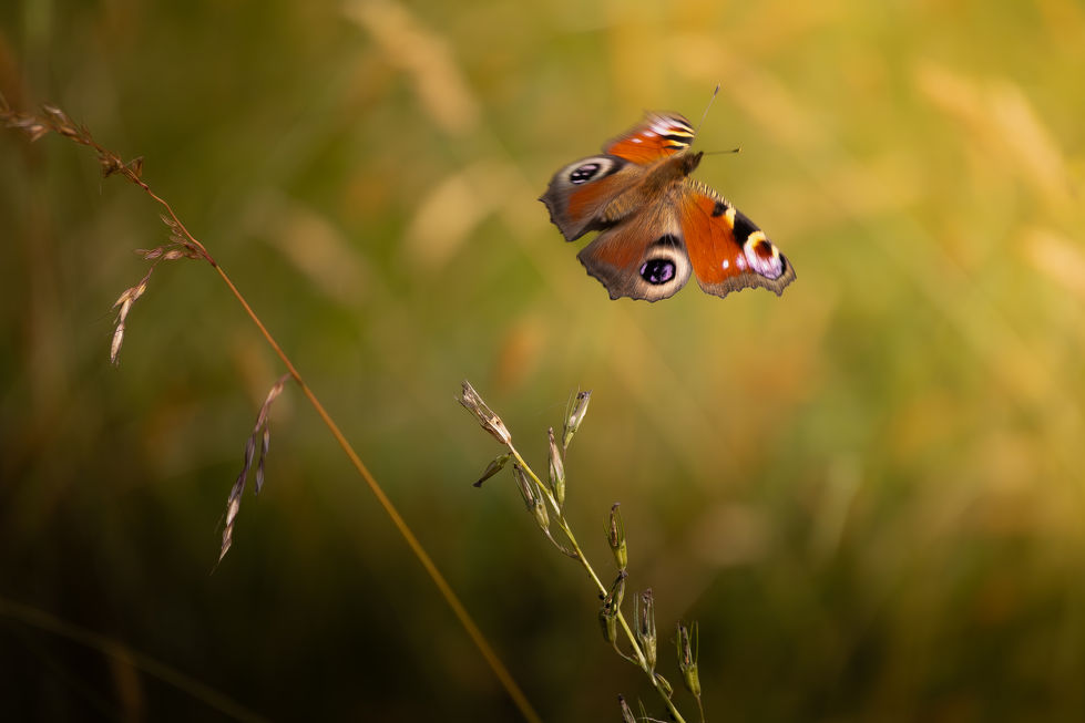 Paon-du-jour - Aglais io