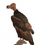 Thumbnail: Print: Red Headed Vulture