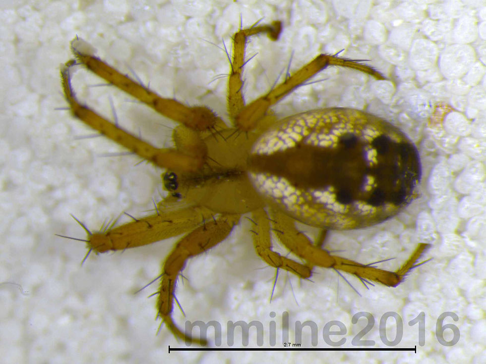 Mangora placida female habitus - Parke Co IN