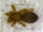 Scotinella fratrella female habitus - Goose Pond2