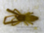 Uloborus glomosus male habitus - Posey Co. IN