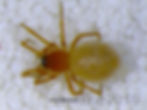 Ceratinopsidis formosa female habitus - HNF