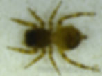 Sitticus cutleri female habitus - HEE