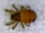 Glenognatha foxi female habitus - Goose Pond