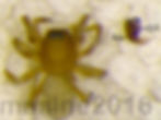 Epiceraticelus fluvialis male - HEE