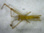 Tetragnatha straminea male habitus - Goose Pond
