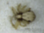 Philodromus marxi female habitus - Goose Pond
