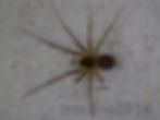 Lepthyphantes turbatrix female habitus - Kokiwanee