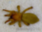 Haplodrassus bicornis female habitus - Hills of Gold Bioblitz