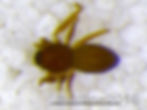 Agyneta serrata male habitus - S Pine Creek - PERC