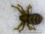 Bathyphantes pallidus female habitus - HEE