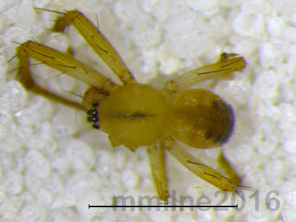 Mangora placida male habitus - Parke Co IN