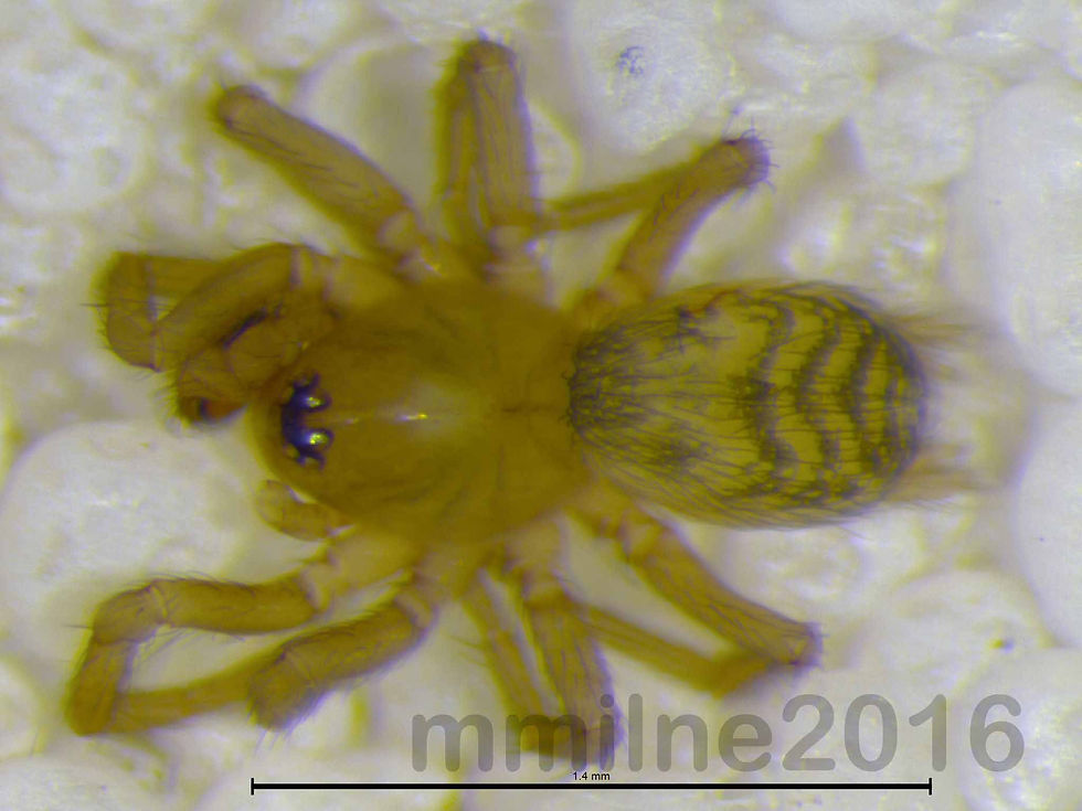 Hahnia flaviceps male habitus - HEE