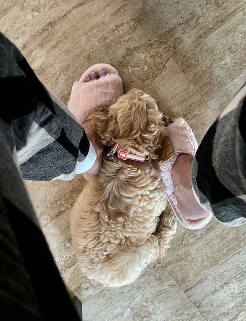 pup8.jpg