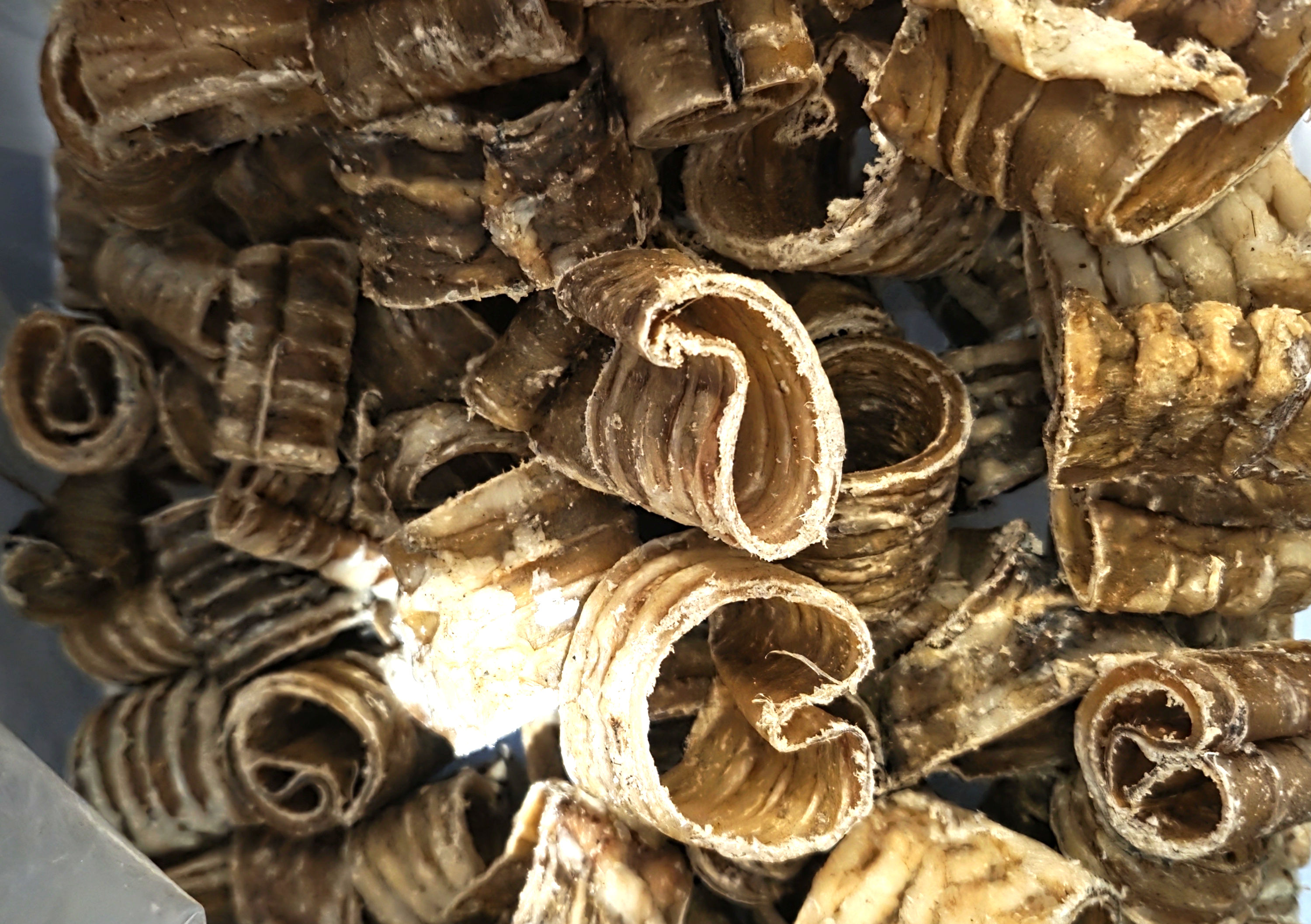 Beef Curls