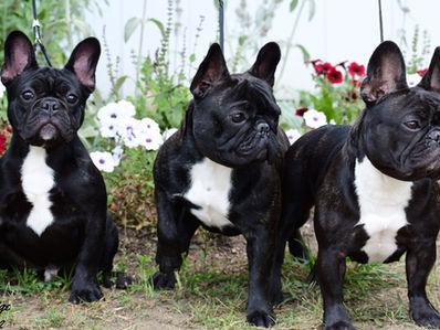 Get A Frenchie They Said!