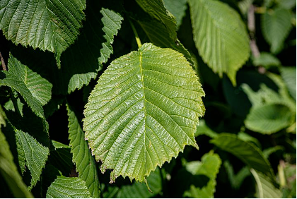 elm leaf, close up of a leaf