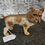 Thumbnail: Vintage 1920's Cast Iron Bull Dog Piggy Bank