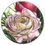 Thumbnail: Blush Ranunculus - Ceramic Coaster