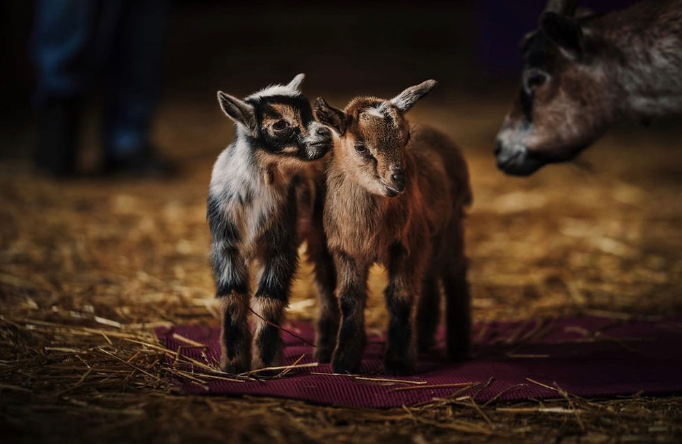 Goat Nursery