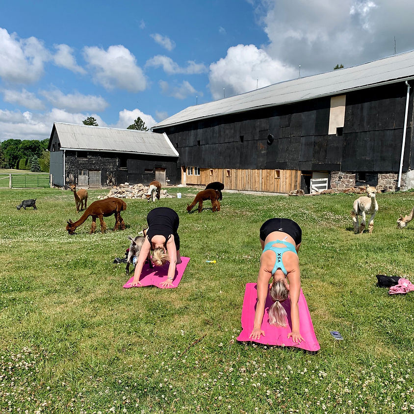 Barnyard Yoga