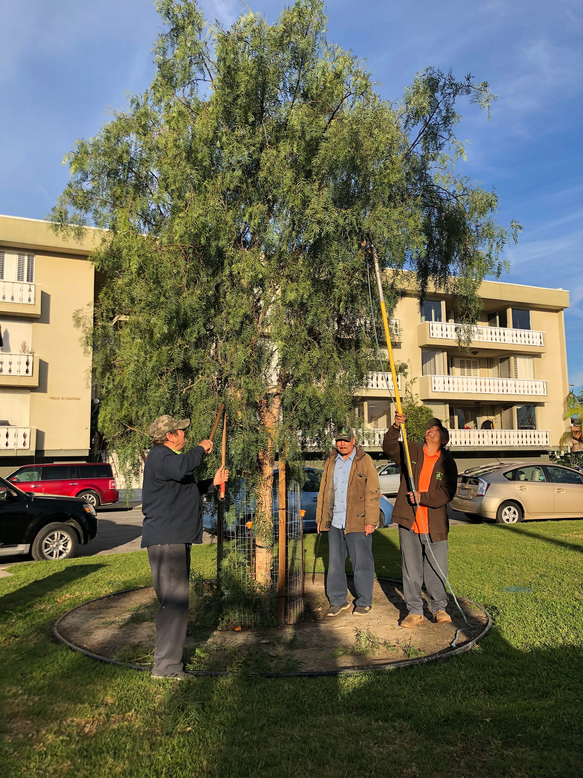 pepper tree reshaping'2020