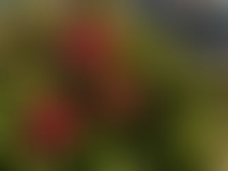 Green Thumbs of NIGC