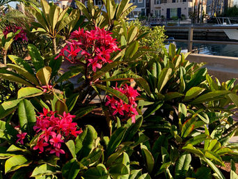 Green Thumbs of NIGC