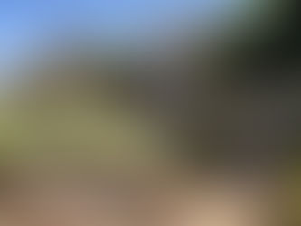 Lessons in Landscaping: City gardens demonstrate how to create a drought-tolerant oasis.