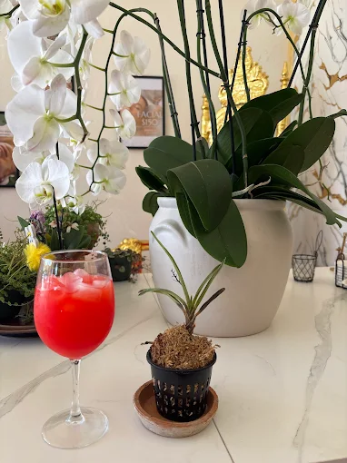 Red iced drink next to orchids at Royal Escape