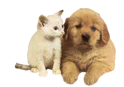 animiertes-hund-katze-bild-0021.gif