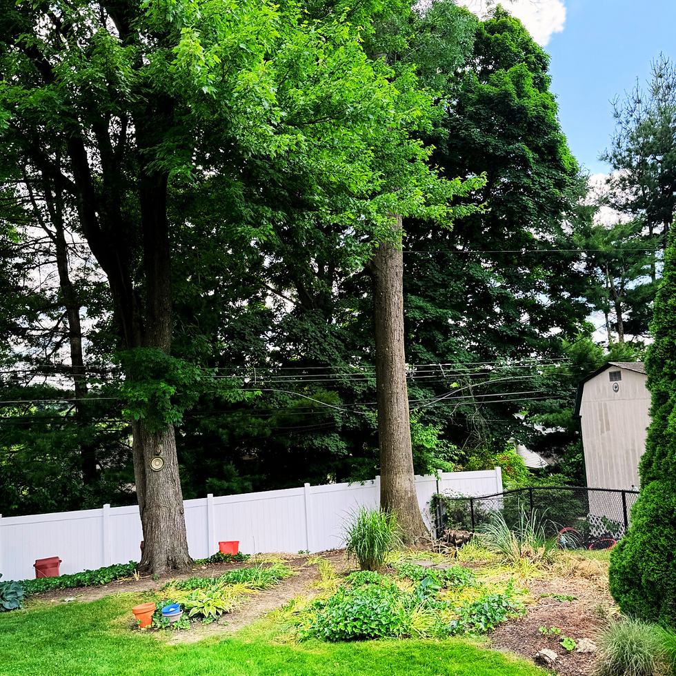 a backyard with multiple plants and two large trees