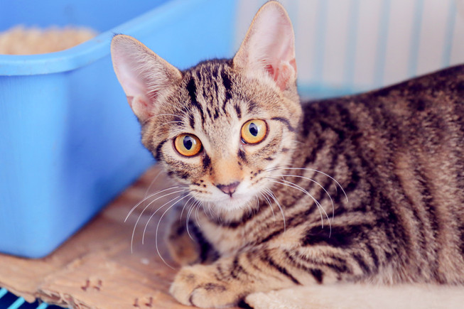 Emergency guideline for a lost pet
