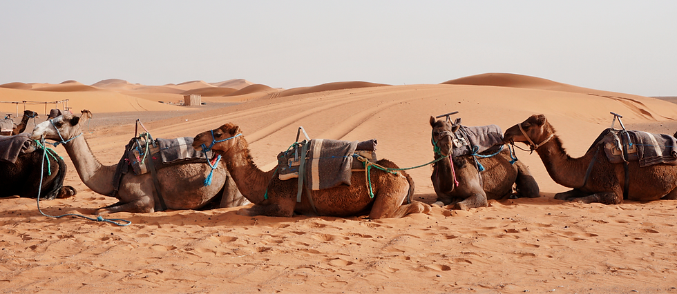 camel-rides-erg-chebbi-morocco_edited.png