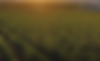 BG 4.png
