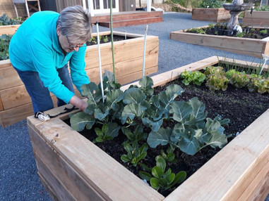 Happy Harvesting in Our Communal Gardens | Woodlands Boutique Retirement Village