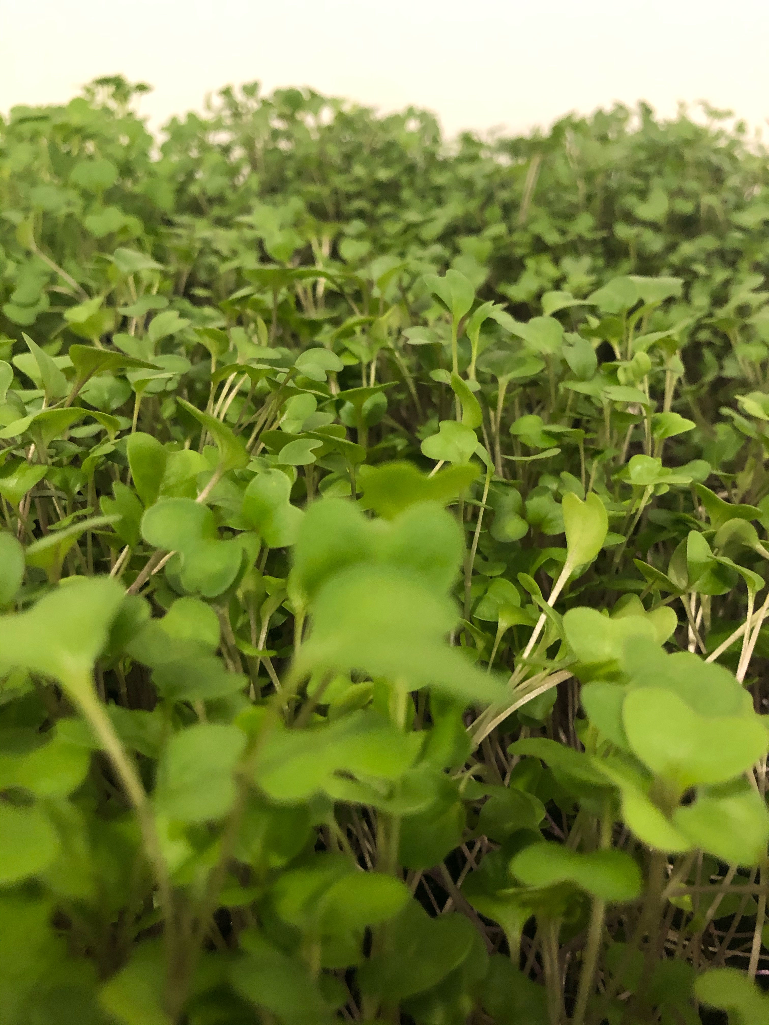 Microgreens - Purple Kohlrabi
