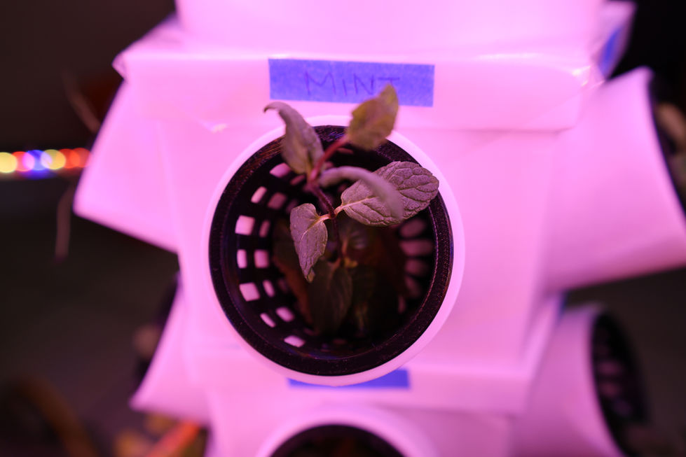 Step 3 - Grow Mint (Clipping)