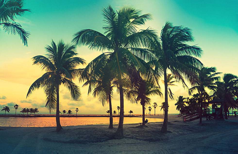 palm trees.jpg