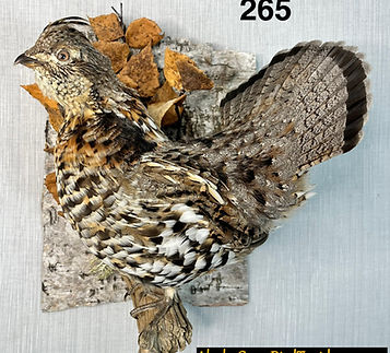 #265 Ruffed Grouse standing face left_ed