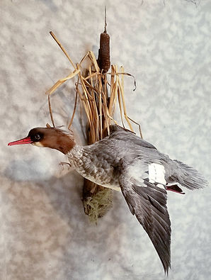 Merganzer Duck