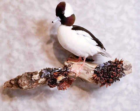 Bufflehead Duck