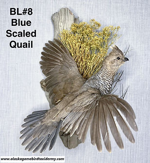 #BL8 Blue Scaled Quail Flying mount_edit